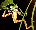 Cahri's Bugs Online - Froggy