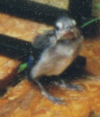 babybluejay.jpg