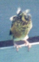 babyrobin_1.jpg