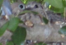 dove_babies_1.jpg