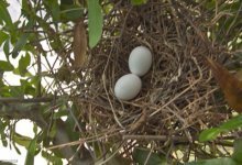 dove_eggs_1.jpg