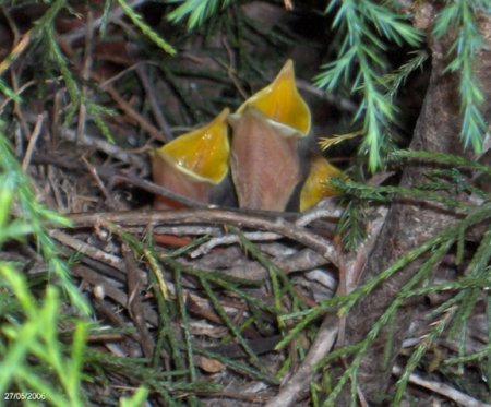 mockingbird_babies_1.jpg