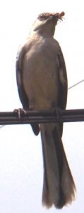 mockingbird_mama_1.jpg