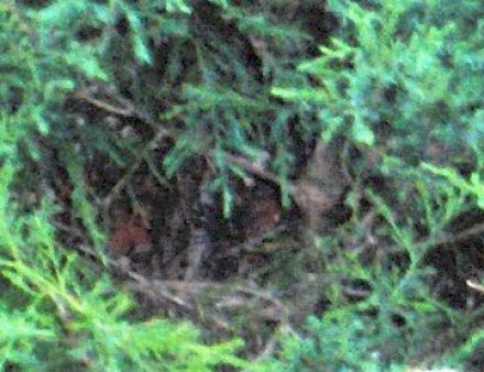 mockingbird_nest_1.jpg
